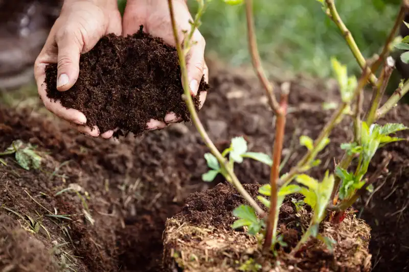 Reliable Mulching in Tracy CA 