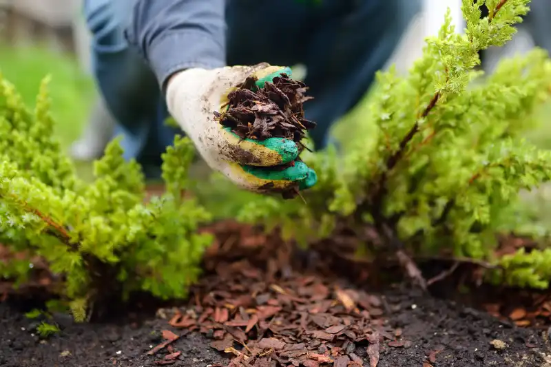 Professional Mulching in Tracy CA 